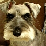 チー子さんのプロフィール画像