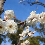 うめっぴさんのプロフィール画像