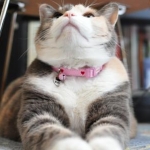 tamachanさんのプロフィール画像