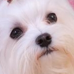 雛のママさんのプロフィール画像