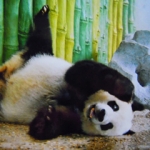 くまきちさんのプロフィール画像