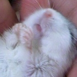 明綾＊（さや）