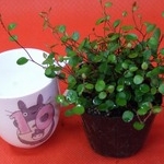 yukariyaさんのプロフィール画像