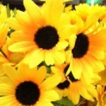 サンフラワー