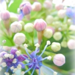 rosemintさんのプロフィール画像