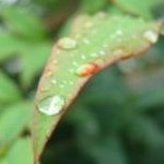 みことmamaさんのプロフィール画像