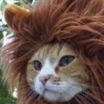 ぽけたにあんさんのプロフィール画像