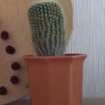 ともちゃんさんのプロフィール画像