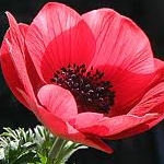 小枝さんのプロフィール画像