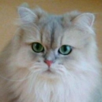 まゆらさんのプロフィール画像