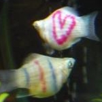 せろりさんのプロフィール画像