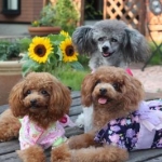 TNKAFさんのプロフィール画像