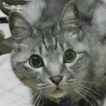 puripurikoさんのプロフィール画像