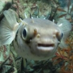 いわいわわさんのプロフィール画像