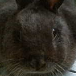 acekittyさんのプロフィール画像