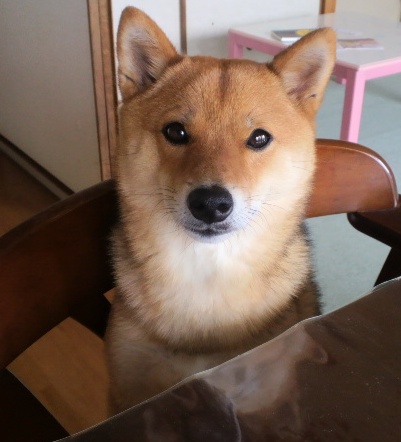 ロコモコさんのプロフィール画像