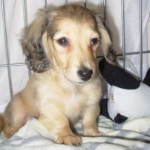 ちょことくうさんのプロフィール画像