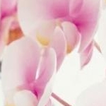 sakiさんのプロフィール画像