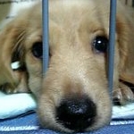 サリーＧＯＧＯ