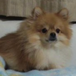 pokkyさんのプロフィール画像