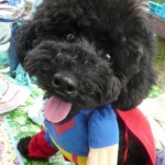 くろねこまめさんのプロフィール画像