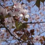 ぴよりんさんのプロフィール画像