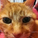 みーだんさんのプロフィール画像