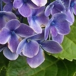 どじょどじょさんのプロフィール画像