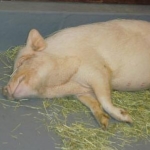 microさんのプロフィール画像