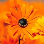 ゆらママさんのプロフィール画像