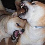 スーサンさんのプロフィール画像