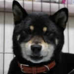 silchiさんのプロフィール画像