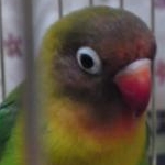 しまぬこさんのプロフィール画像