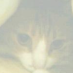 komugikoさんのプロフィール画像