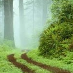 アンジュラまちゅ