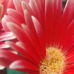 りーりさんさんのプロフィール画像