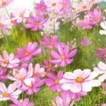 てんにゃんさんのプロフィール画像