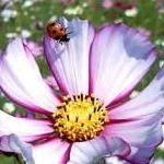 ＊nonko＊さんのプロフィール画像