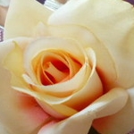 mayimuさんのプロフィール画像