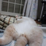 まきなさんのプロフィール画像