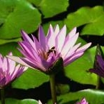 ゴウゴウカイジャーさんのプロフィール画像