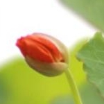 はなのたねさんのプロフィール画像