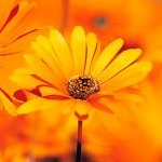 みぃさんのプロフィール画像