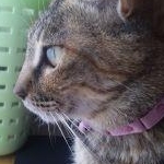 こまさんのプロフィール画像