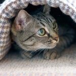 ちくわぶさんのプロフィール画像