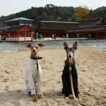 ぶうさんのプロフィール画像