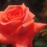 やきとり大さん