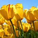 harutomoさんのプロフィール画像