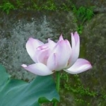 ちゃきさんのプロフィール画像