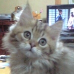 mopさんのプロフィール画像